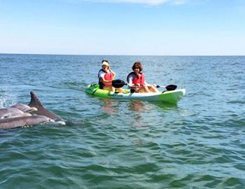 Dolphin Tour