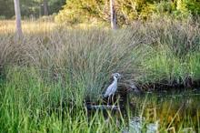 Bird in marshland