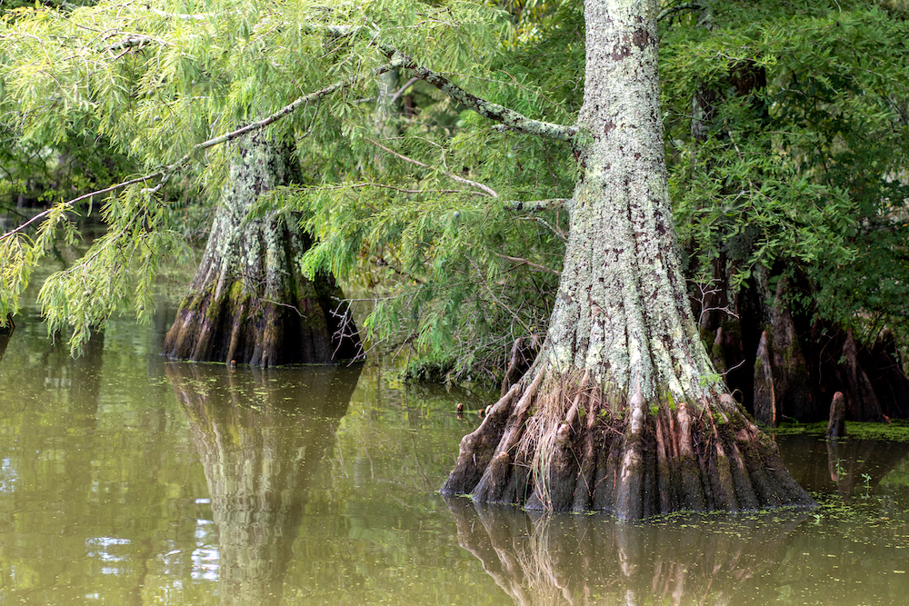 bald cypress trees at Stumpy Lake in Virginia 