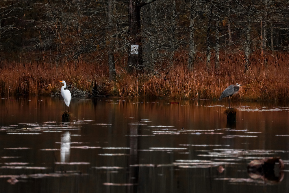 egret and blue heron on water