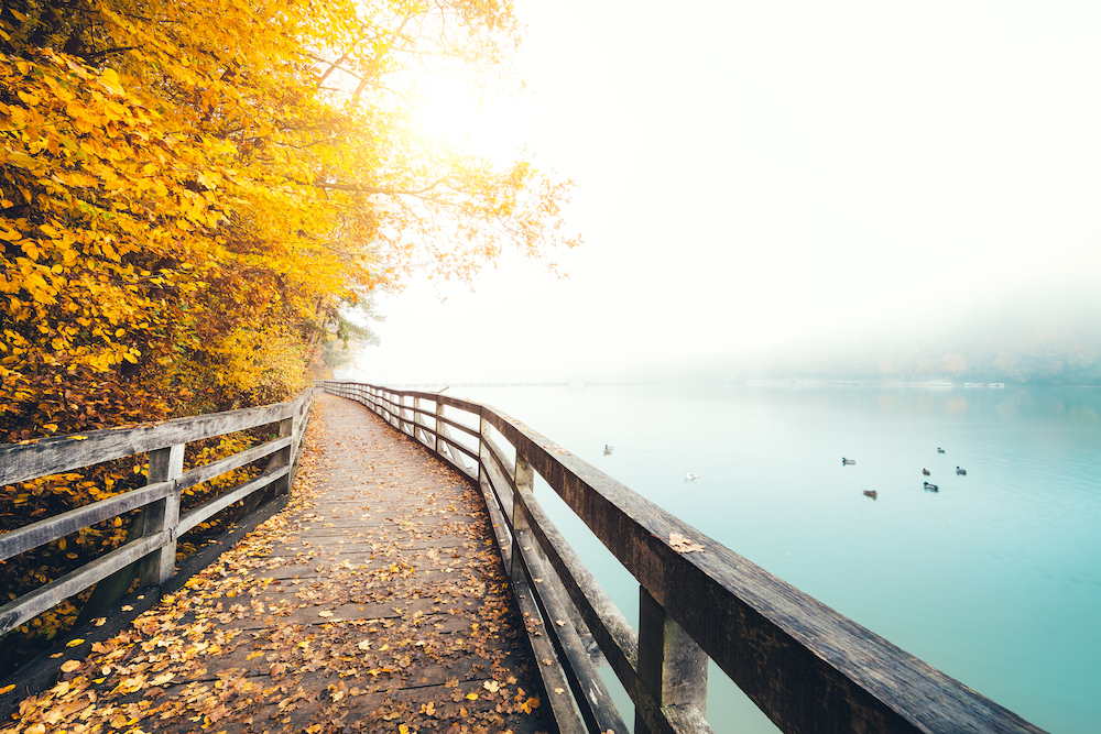 yellow leaved trees to the left of a boardwalk path beside a lake with fog
