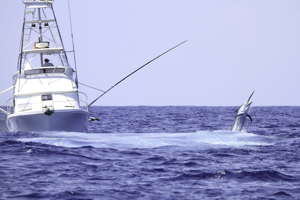large fishing breeching water with an offshore fishing boat beside it
