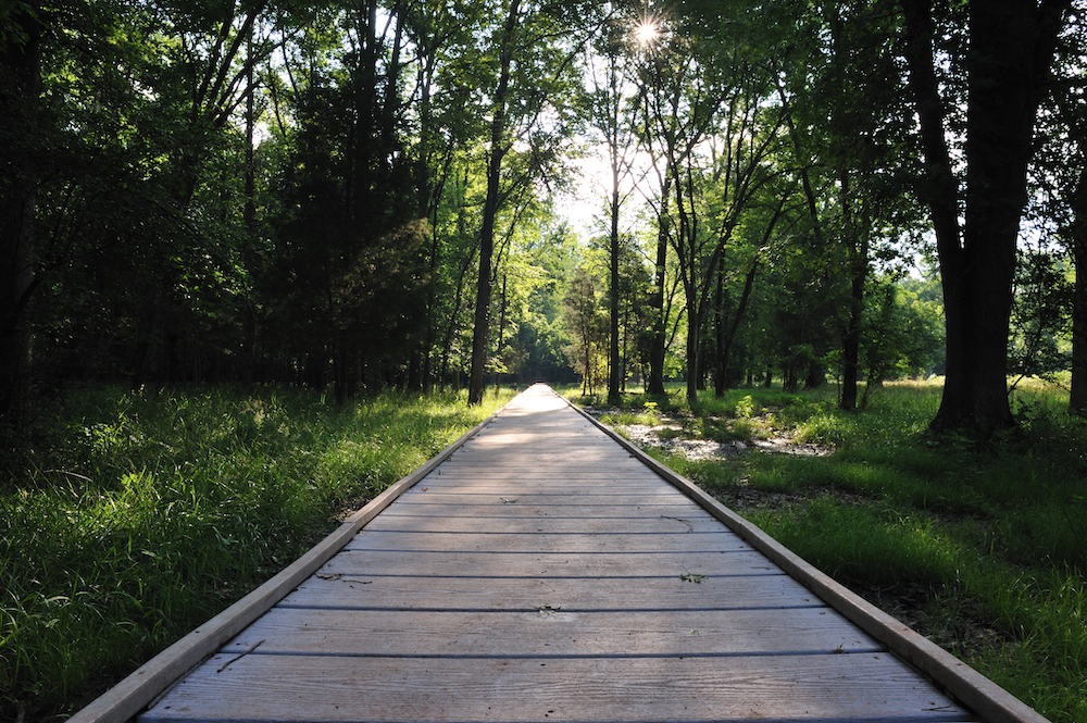 walkway through the woods along a trail