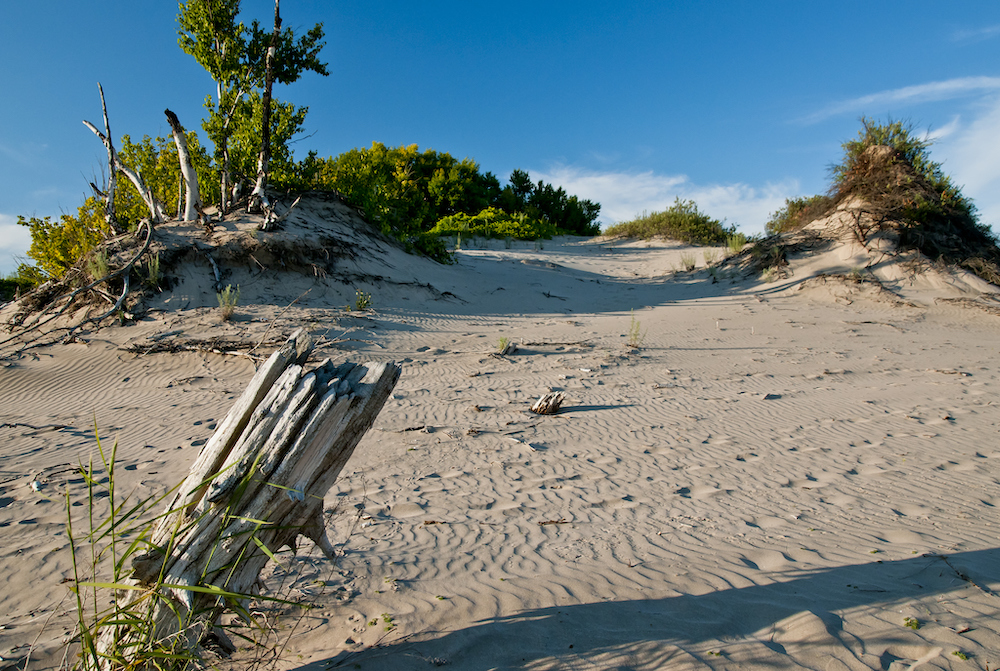 sand dune and driftwood