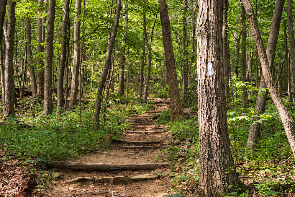 trail through the woods